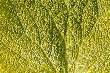delicate light green leaf of clary sage macro. abstract background with texture of the leaf of a plant macro.