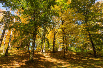 Natures beauty with high rise trees sunlight effect down from trees to earth giving perfect look of forest best to spend some lonely time within this amazing natures beauty.