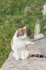 Naklejka na ściany i meble White cat on stone wall - Bagnoregio, Tuscany.