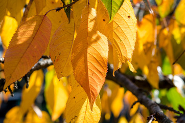Yellow autumn leaves of cherries on a branch in the sunshine