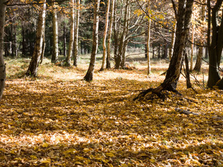 Country rural route - autumn time.