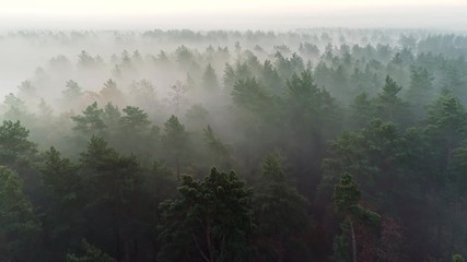 Flying over deep fog forest before sunrise. Pine tree in the mist aerial shot. UHD, 4K - Powered by Adobe