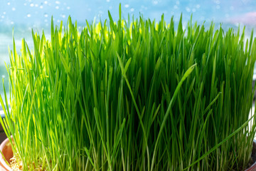 Wheat grass for juicing and healthy life. How to grow the best wheat grass - Urban cultivation  and gardening.