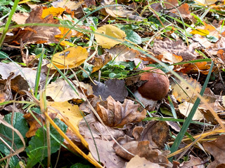 Beauty eatable mushroom - Poland.