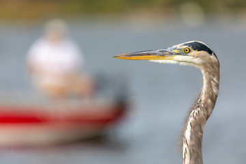 Portrait of a Great Blue Heron (Aredea herodias) with a blurred person on a boat in the background, a typical Florida scene.