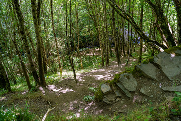 a downhill path in the middle of the forest.