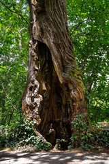 big ancient tree with a big hole