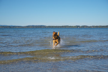 Fuchsroter Labrador Retriever apportiert Stock am Chiemsee