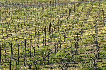 Vines form a pattern in Sonoma County vineyard