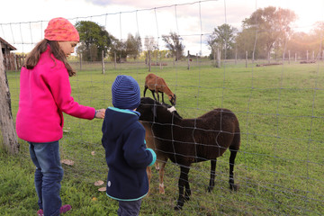 Kinder füttern Schafe auf einem Bauernhof im Oderbruch