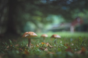 mushroom in the grass