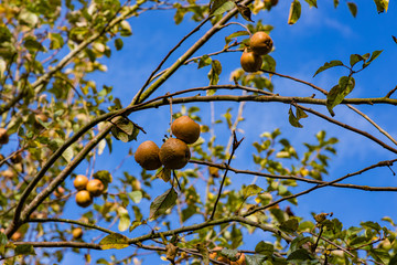 Autumn apple trees with fruit on a blue sky