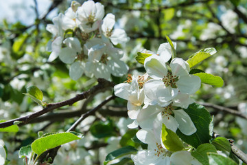 cherry blossoms in the spring