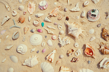 Beach summer vacation background with collection of seashells.