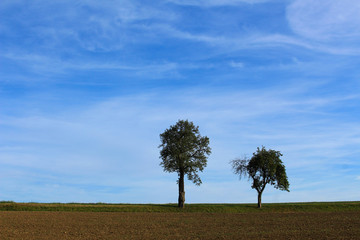Obraz premium Two apple trees standing on the horizon behind a plowed field