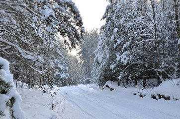 Snowy Road in Winter Forest. Awesome winter landscape. A snow-covered path among the trees in the wild forest.
