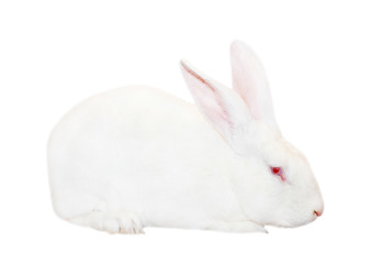 White rabbit isolated on white.