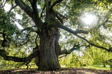 Beautiful old mature oak tree with very thick trunk