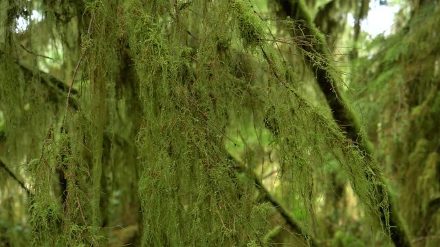 CLOSE UP, DOF: Lush green moss covers the long branches and tree trunks in the beautiful Hoh Rainforest. Detailed view of moss covered spruce and cedar trees in the serene Olympic National forest.