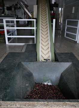 The process of producing olive oil in a modern oil mill in Northern Cyprus. Conveyor or conveyor for transporting olives