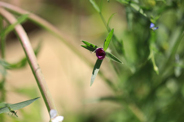 Makro Lila flower