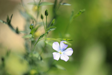 Wild flower