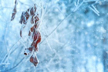 Branch of willow tree in hoarfrost. Winter background with frosted leaves of willow tree
