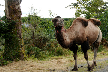 Ansicht eines Kamels, lateinisch Camelidae