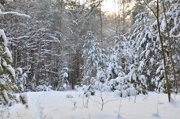 Awesome winter landscape. A snow-covered path among the trees in the wild forest. Winter forest. Forest in the snow.