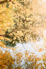 Fototapeta premium Осень листва