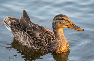 Fototapeta premium close-up of a duck illuminated with sun