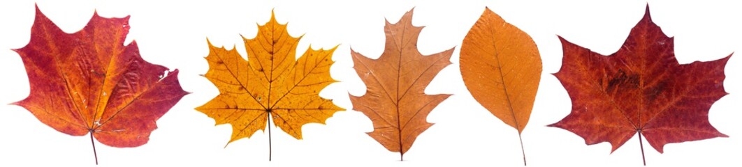Set of autumn leaves isolated on white background. High resolution. 