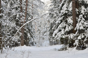 Awesome winter landscape. A snow-covered path among the trees in the wild forest. Winter forest. Forest in the snow.