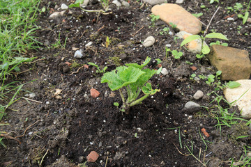 Hollyhock (Alcea rosea)