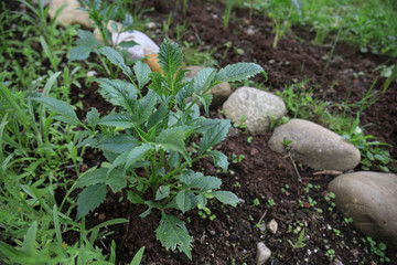 Growing dahlie