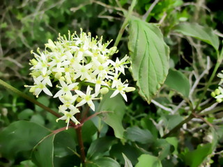 White flowers in umbel of blood dogwood (Cornus sanguinea). 