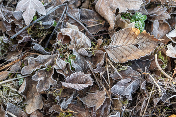 leaf with snow and frost texture in close-up