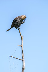 Bird scratching its head on a branch. Funny image