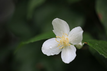 Obraz na płótnie Canvas White Bush Flower 