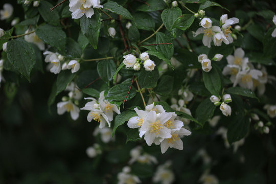White Bush Flower 