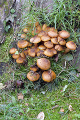 The armillaria mellea, grown on the cut trunk of the tree
