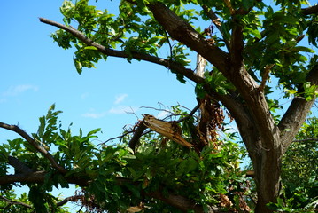 Chestnut tree broken by typhoon