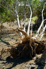 Flood damage caused by Typhoon No.19 