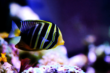 Fototapeta na wymiar Sailfin Tang Fish - (Zebrasoma veliferum) 