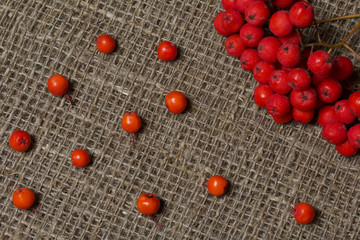 Bunches of rowan berries and individual berries lie on a rough linen canvas.