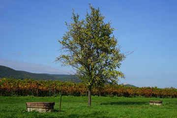 Weinberg mit historischen Brunnen in Rheinland-Pfalz