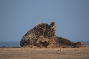 Grey seal bulls fighting