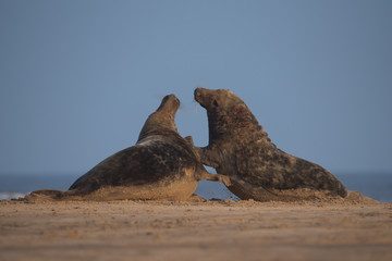 Grey seal bulls fighting