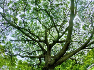 ハワイ このー木なんの木 の中