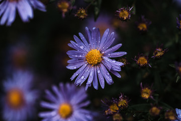 lila Blume